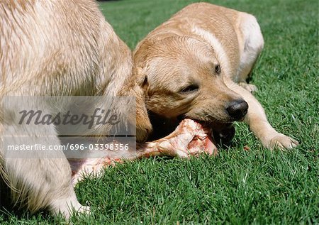 Chiot et chien à mâcher sur le tissu osseux dans l'herbe.