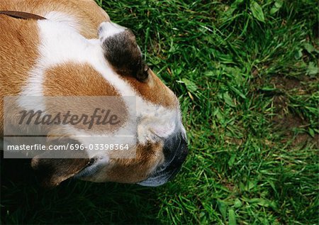 Bull dog's head in grass, high angle view.