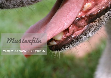 Hund die Zähne und Zunge.