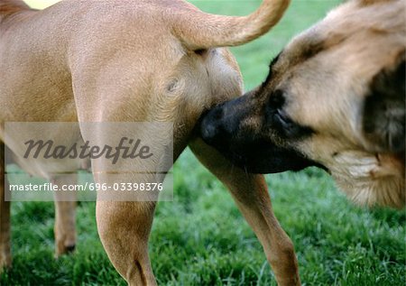 Chien reniflant arrière d'autre chien, gros plan