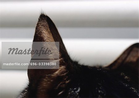 Noir oreilles de chat.