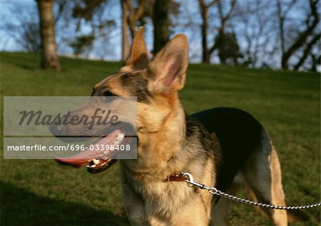 German shepherd on leash outside.