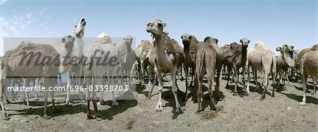 Tunisia, herd of camels, panoramic view