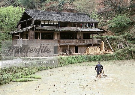 China, Guangxi Autonomous Region, man plowing rice paddy, old house on bank