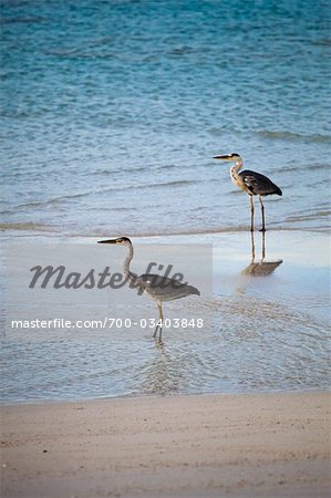 Herons on Beach, Banyan Tree Madivaru, Madivaru, Maldives