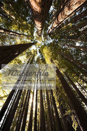 Redwood arbres dans la forêt, promenade menant à ressorts Hamurana, Rotorua, North Island, Nouvelle-Zélande