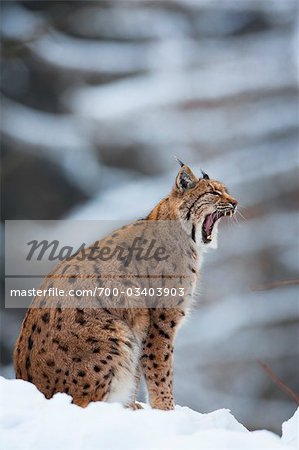 Lynx européen, Parc National des forêts bavaroises, Bavière, Allemagne