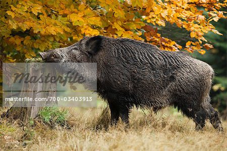 Wild Boar, Germany