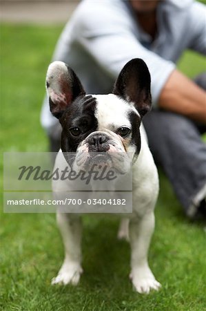 Porträt von französische Bulldogge