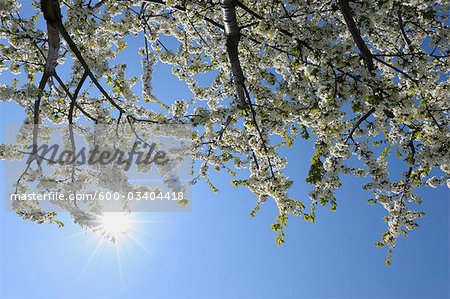 Blooming Cherry Tree, Vielbrunn, Odenwald, Hesse, Germany