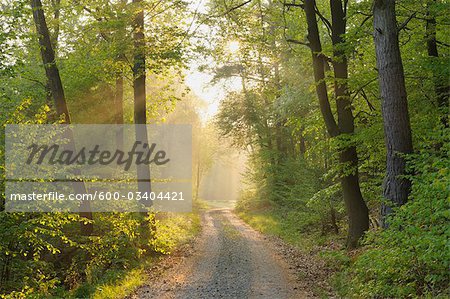 Route à travers la forêt, Grossheubach, Spessart, Bavière, Allemagne