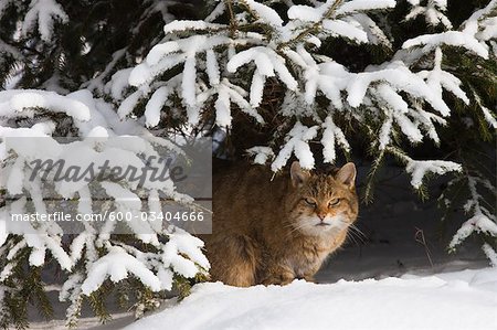 Portrait of European Wildcat