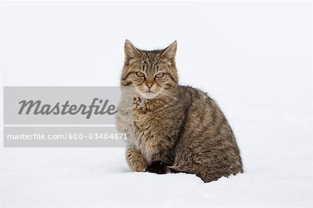 Porträt des jungen Europäische Wildkatze