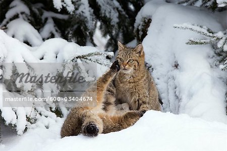 Portrait of European Wildcats