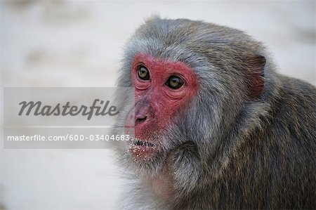 Monkey, Monkey Island, Halong Bay, Quang Ninh Province, Vietnam