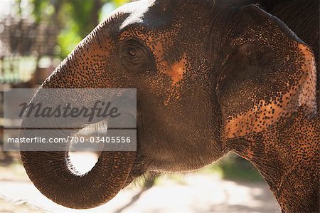 Elephant, Thai Elephant Conservation Center, Lampang, Lampang Province, Northern Thailand, Thailand