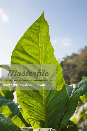 Tobacco Field, Phayao Province, Northern Thailand, Thailand