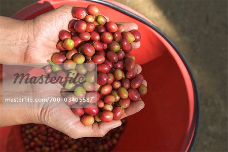 Hands Holding Arabica Coffee Beans