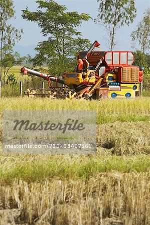 Combine Harvester in Rice Paddy, Chiang Rai Province, Thailand