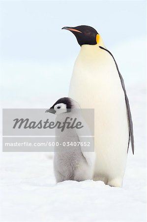 Portrait of Emperor Penguins, Snow Hill Island, Antarctica