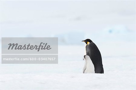 Emperor Penguins. Snow Hill Island, Antarctic Peninsula, Antarctica