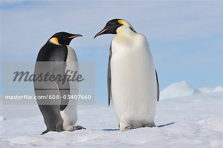 Portrait of Emperor Penguins, Snow Hill Island, Antarctica