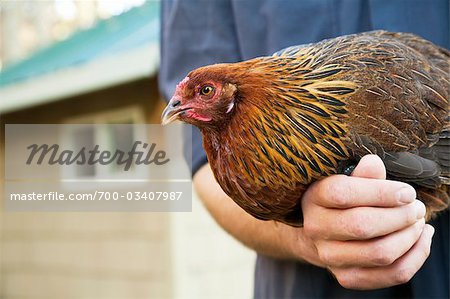 Man Holding Ameraucana Heritage Breed of Chicken