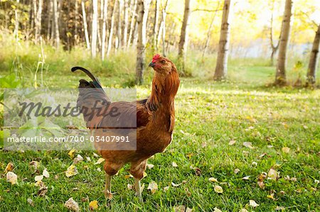 Portrait of Ameraucana Rooster