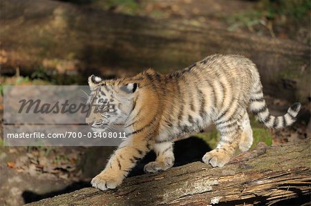 Siberian Tiger Cub