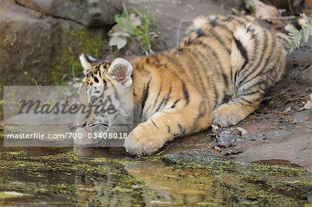 Siberian Tiger Cub, eau potable, Nuremberg, Bavière, Allemagne
