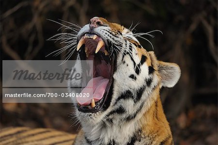 Tigre de Sibérie baillant, Nuremberg, Bavière, Allemagne