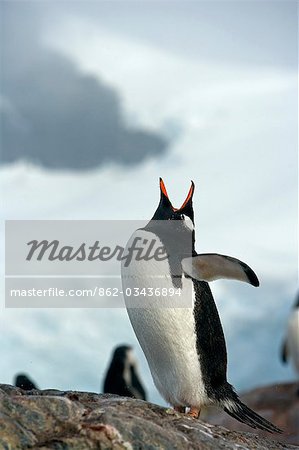 Antarctica,Antarctic Peninsula,Paradise Harbour. An adult Gentoo Penguin calls out to mark its territory at the breeding colony at Paradise Harbour.