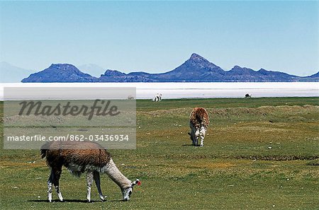 Llamas broutent le pâturage à l'extérieur du village de Tahua sur la rive nord du Salar d'Uyuni, salé plus grand du monde.