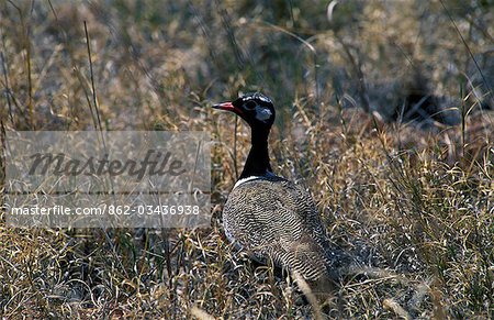 A male Black korhaan