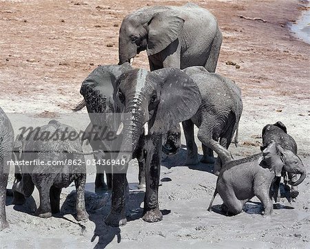 Elefanten trinken am Chobe River. Elefanten können mehrere Tage ohne Wasser aber trinken gehen und Baden täglich durch Wahl.In der Trockenzeit, wenn alle saisonalen Wasserlöcher und Pfannen getrocknet haben, laufen Tausende von Wildtieren am Chobe River die Grenze zwischen Botswana und Namibia. Der Park ist zu Recht berühmt für seine großen Herden von Elefanten und Büffel.