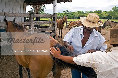 Traditionelle Pantanal-Cowboys, Peao Pantaneiro, abgebildet in Ställen arbeiten Bauernhof und Tiere Lodge, die Pousada Xaraes in den Feuchtgebieten der UNESCO Pantanal der Mato Grosso festgelegt tun Sur Region Brasiliens