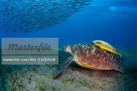 Égypte, mer rouge. Une tortue verte (Chelonia mydas) repose entre les herbiers marins dans la mer rouge, avec un banc de barracudas petites