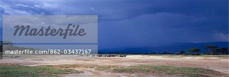 Comme les nuages d'orage approche des montagnes Aberdare, un troupeau de buffles pauses sur les battures de soude du lac Elmenteita, un lac alcalin peu profond, éphémère, qui se trouve dans le creux du Gregory Rift entre lacs Naivasha et Nakuru. Flamants fréquentes Elmenteita et pélicans se reproduisent parfois sur ses petites îles...