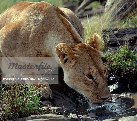 Une lionne buvait une boueuse.