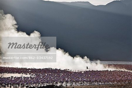 Kenia, Kabarnet, Bogoriasee. Bevor die Sonne über die umliegenden Hügel erscheint, konzentrieren sich Schwärme von geringerem Flamingo in der Nähe von zahlreichen Thermalquellen bei Bogoriasee, ein alkalischer See in Afrika des Großen Afrikanischen Grabenbruchs.