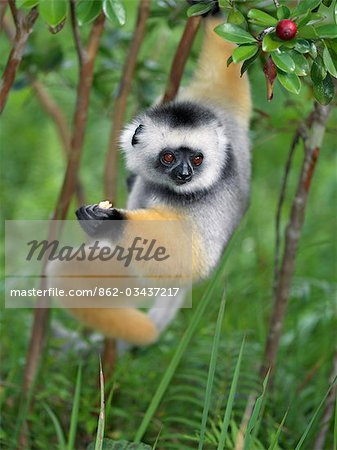 A Diademed Sifaka (Propithecus diadema) eating wild guava fruit in Matandia National Park,eastern Madagascar.