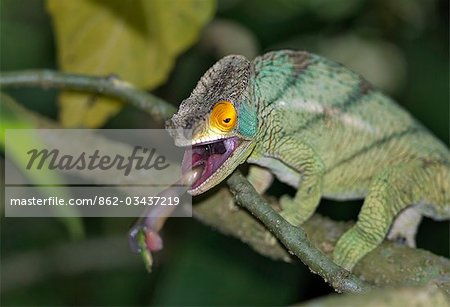 Caméléon-un Parson (Chamaeleo parsonii) intercepte un insecte avec sa langue très longue, qui peut s'étendre sur une longueur égale à son corps.