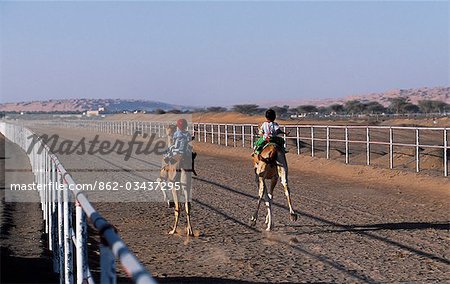 Galop de chameaux de course vers le bas de la piste de courses de Al Shaqiyah.