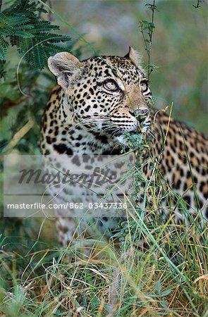 South Africa,Sabi Sands Game Reserve. Female Leopard (Panthera pardus).