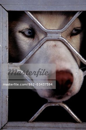 Blue eyed husky Blick durchs Gitter des Hund-Transport-Anhänger. Polarkreis Nordschweden.