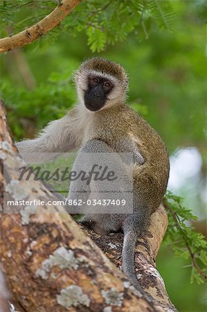 Tanzania,Katavi National Park. A vervet monkey in Katavi National Park.