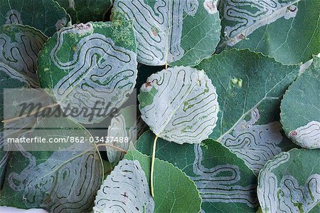 USA, Alaska. Leaf Bergleute sind kleine Insektenlarven, die Bohrung und zwischen den Blatt epidermalen Schichten von Blättern ernähren. Diese Beispiele sind von Zitterpappeln Bäumen im Denali-Nationalpark.