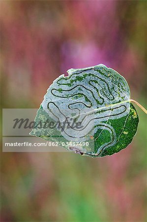 USA, Alaska. Mineuses sont des petites larves d'insectes qui portaient, se nourrissant entre les couches épidermiques foliaires des feuilles. Ces exemples sont des arbres de tremble dans le Parc National de Denali.