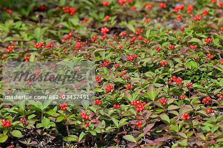 USA,Alaska. Dwarf Dogwood berries add bright spots of colour in late July in the Alaska Range near Denali National Park,Alaska. Often called bunchberry,the leaves and fruit are almost identical to those of the dogwood tree found in more southern latitudes.