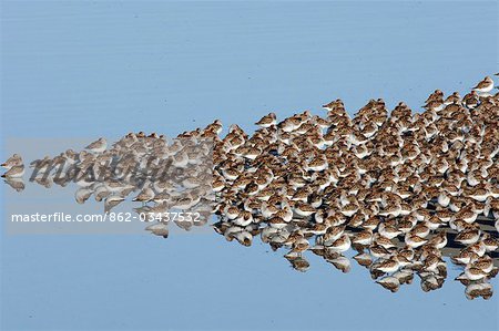 USA,Alaska Copper River Delta. Western Sandpipers (Calidris mauri) and Dunlin (Calidris alpina),in spring migration,stop to feed on the tidal flats of the Copper River Delta. Virtually the entire population of Western Sandpipers passes through the region during the springtime.